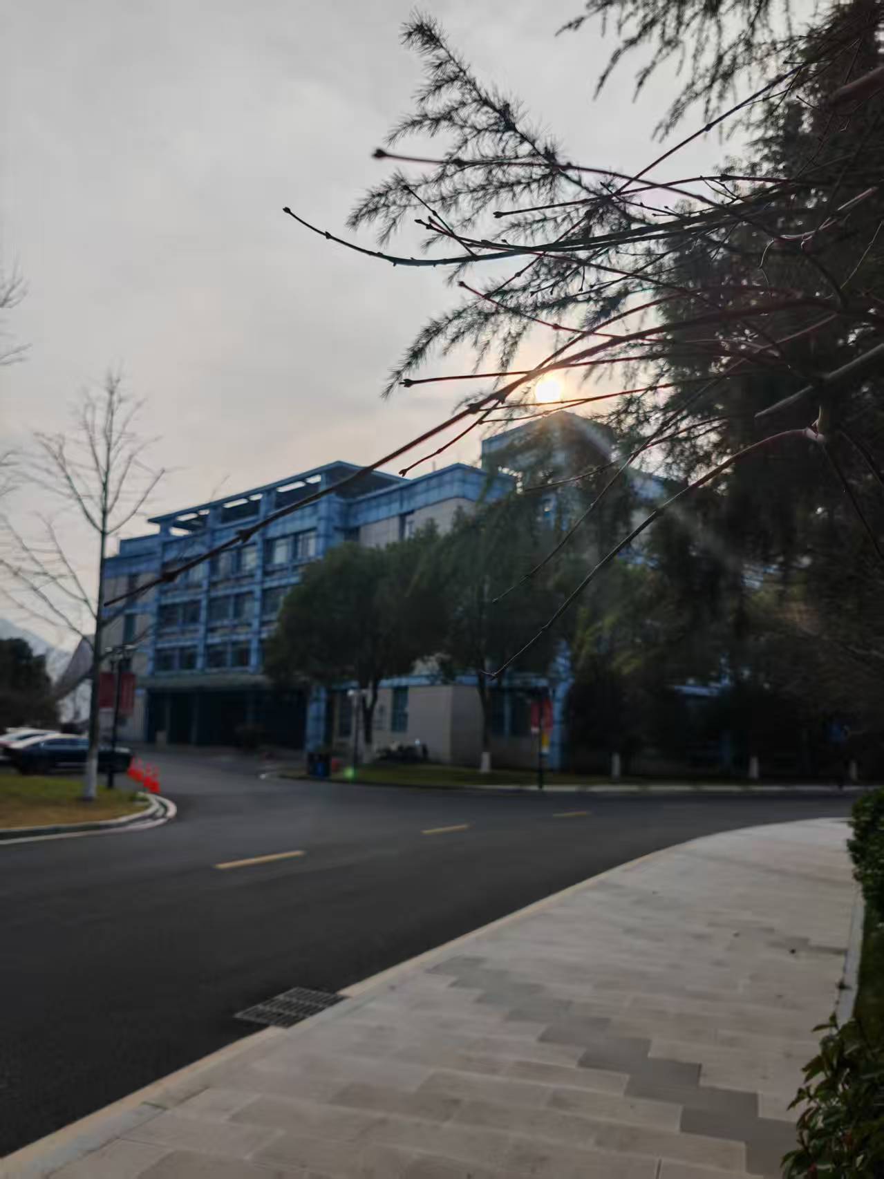 树枝抚摸了我的头